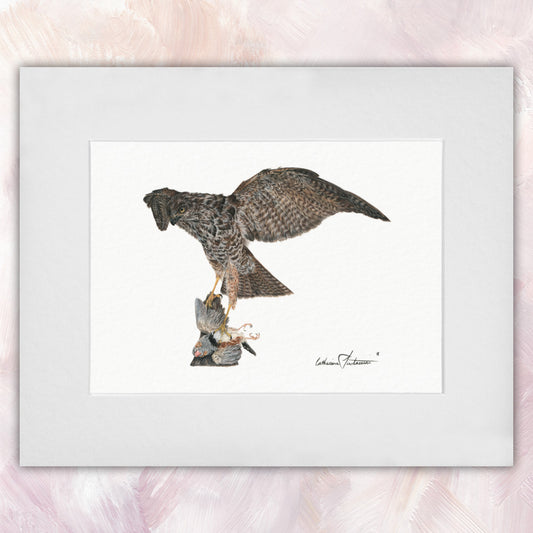 Brown Goshawk Original