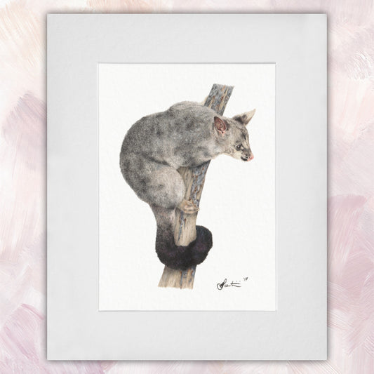 Brushtail Possum Original