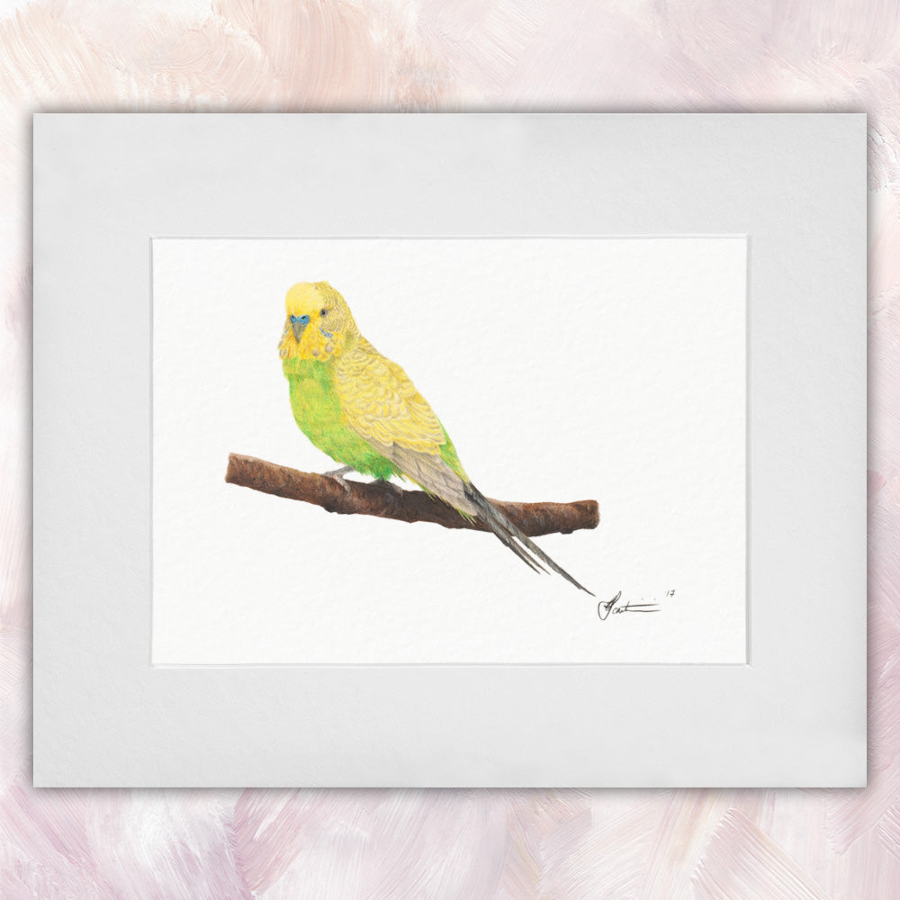 Budgerigar Spangle Light Green