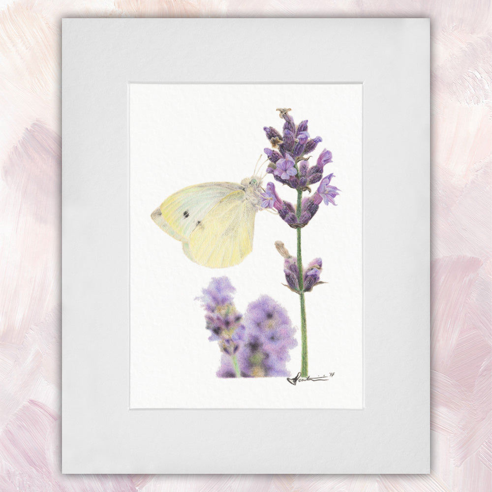 Cabbage White Butterfly