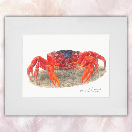 Christmas Island Red Crab Original