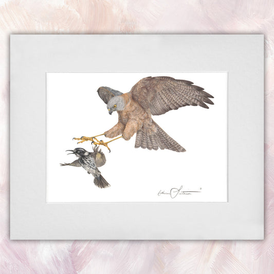 Collared Sparrowhawk & New Holland Honeyeater Original