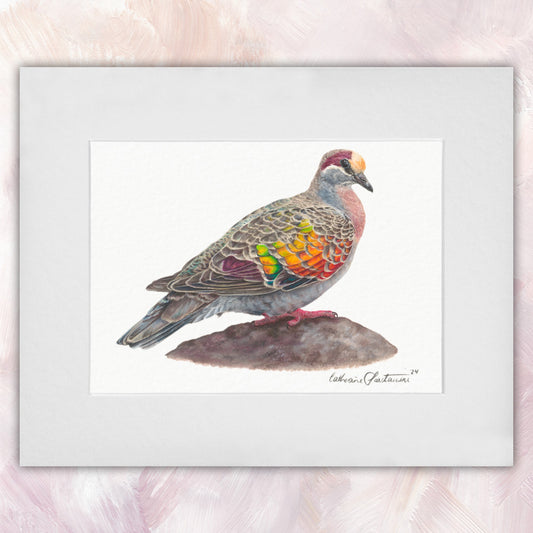 Common Bronzewing Original