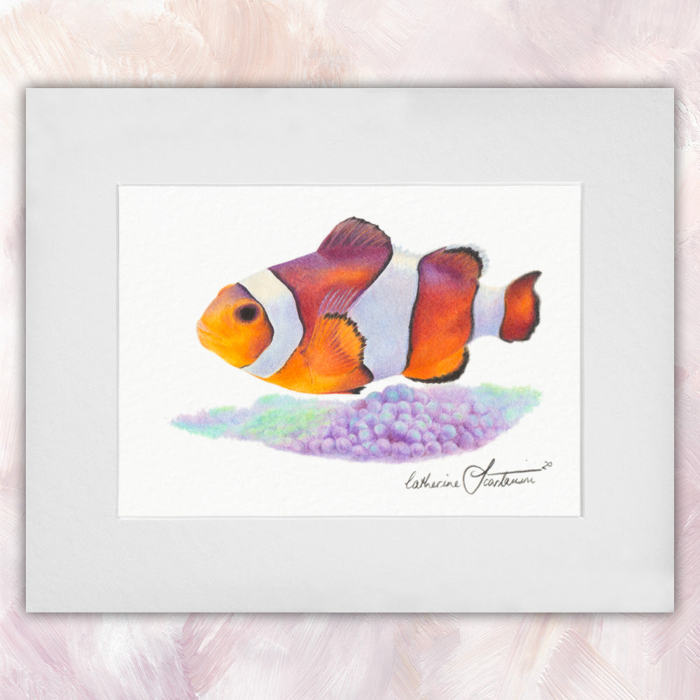 Common Clownfish