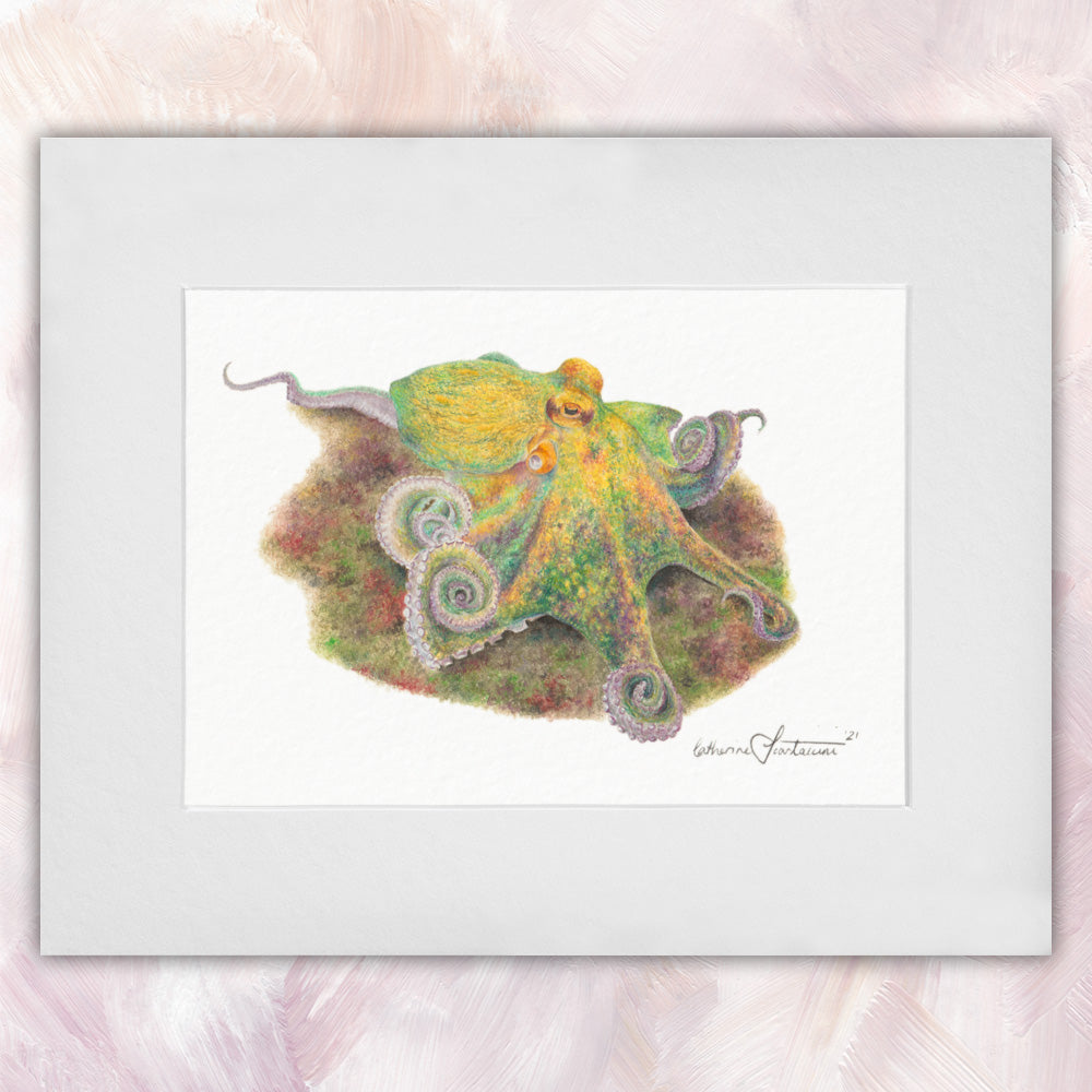 Common Octopus – CS Illustrator