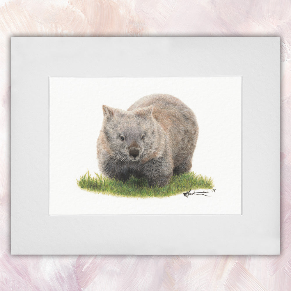 Common Wombat