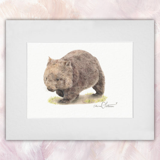 Common Wombat