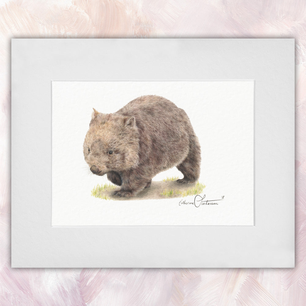 Common Wombat