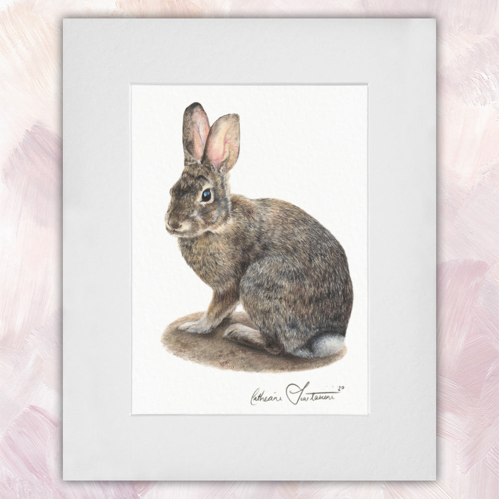 Gcottontail Rabbit Kit Cottontail Rabbit – CS Illustrator