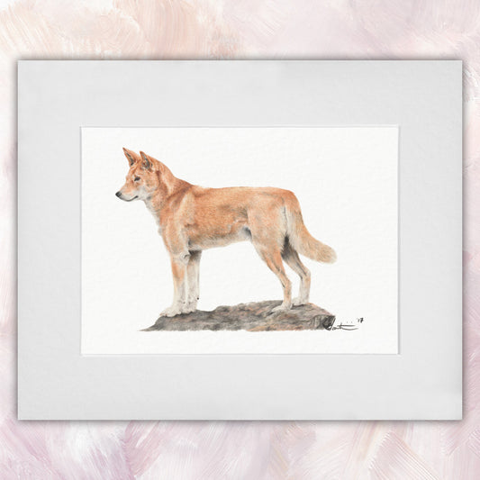Dingo Original