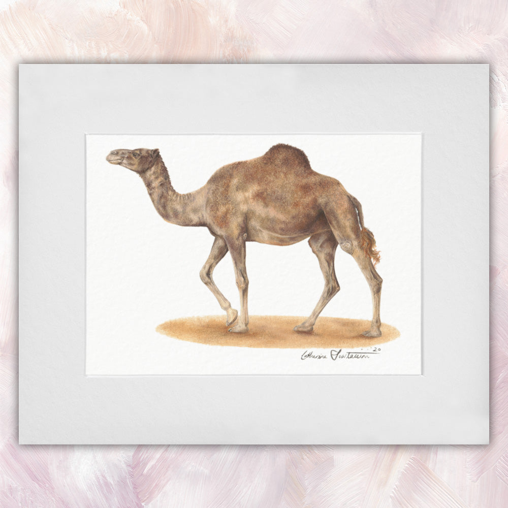 Dromedary Camel