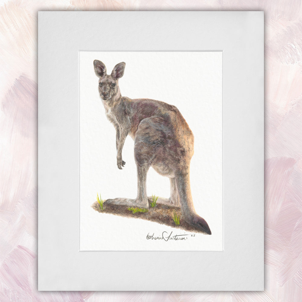 Eastern Grey Kangaroo