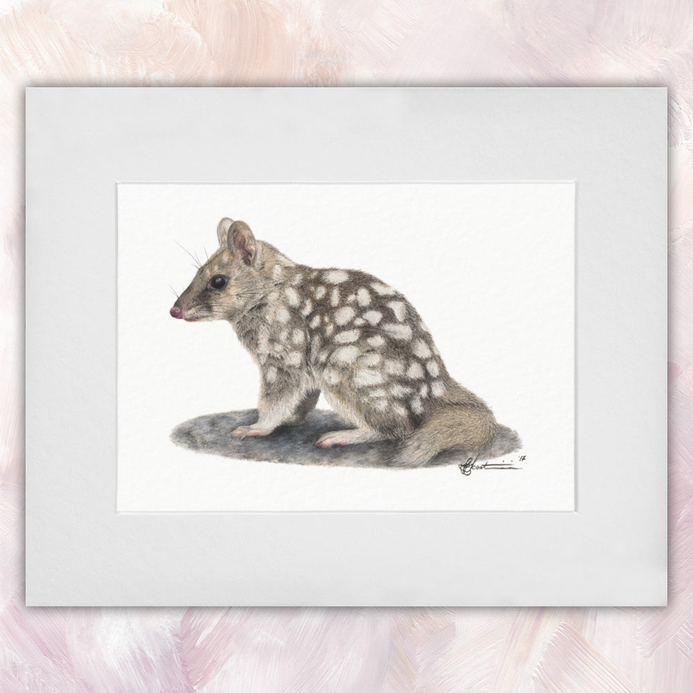 Eastern Quoll