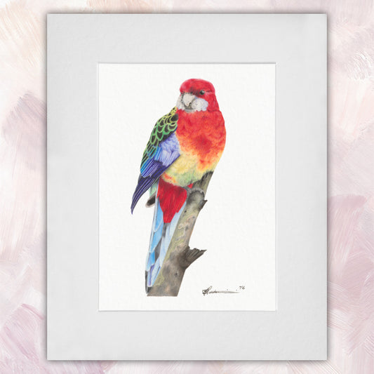 Eastern Rosella Original
