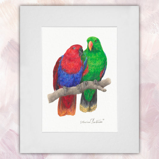 Eclectus Parrot Pair Original