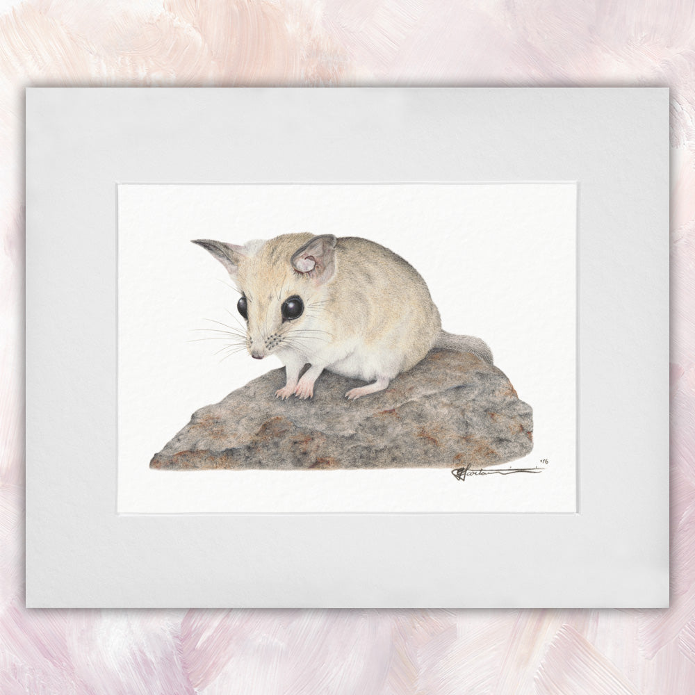 Fat-tailed Dunnart