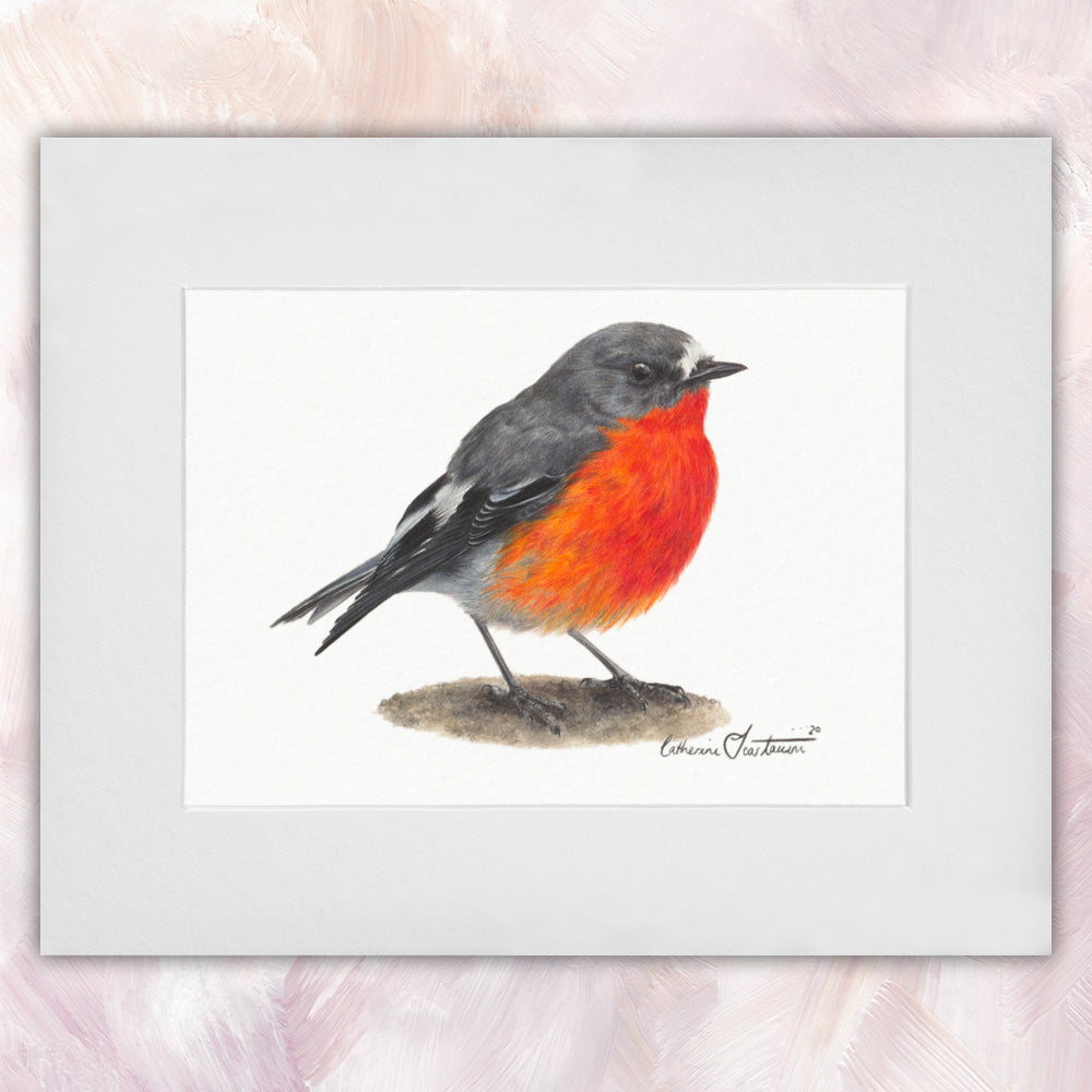 Flame Robin