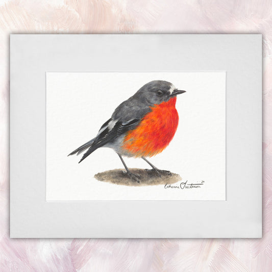 Flame Robin Original
