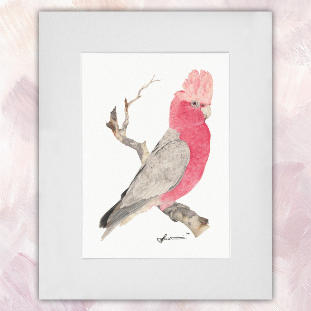 Galah