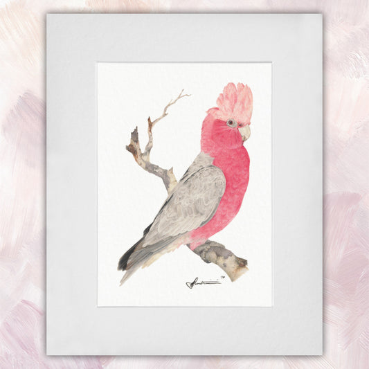 Galah Original