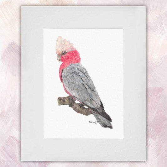 Galah Original