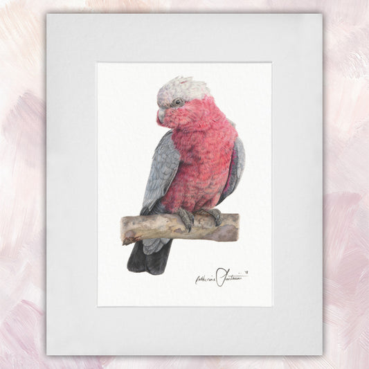 Galah Original