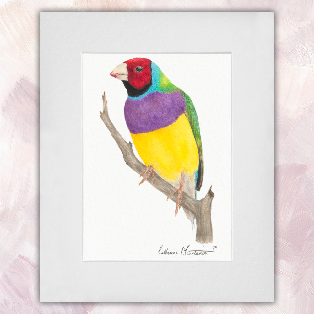 Gouldian finch