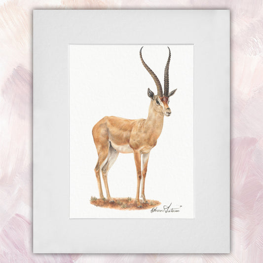 Grant's Gazelle Original