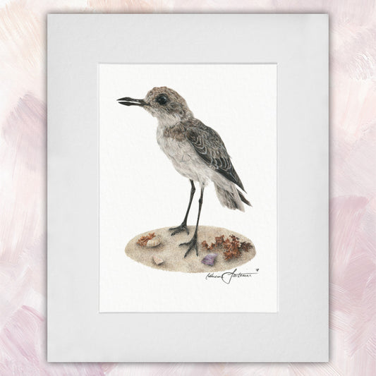 Greater Sand Plover Original