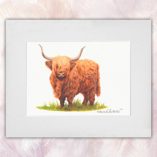 Highland Cow