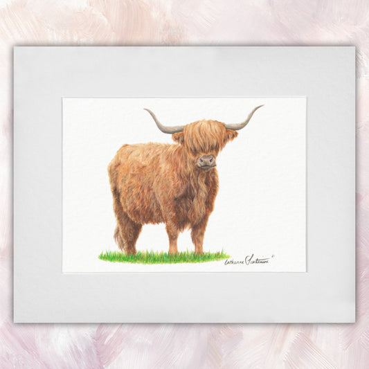 Highland Cow