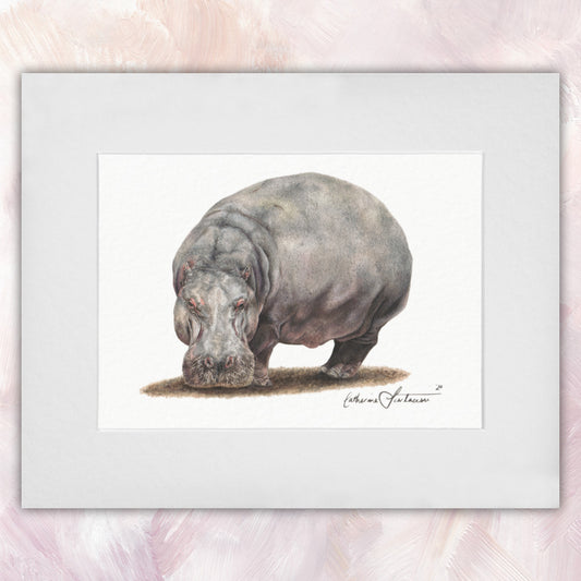 Hippopotamus