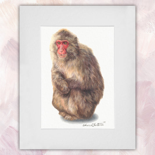 Japanese Macaque
