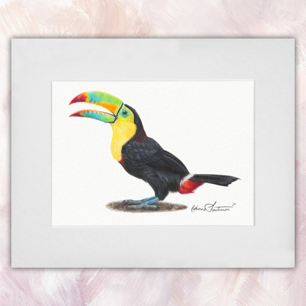 Keel-billed Toucan