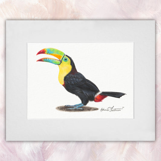 Keel-billed Toucan Original
