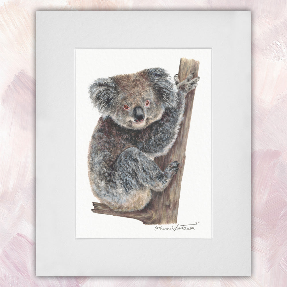 Koala