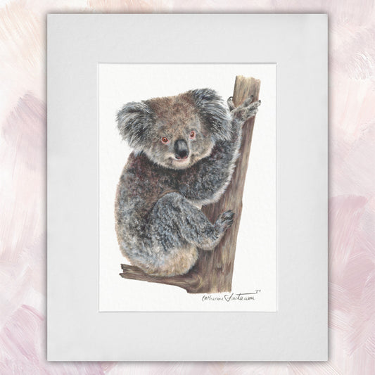 Koala Original