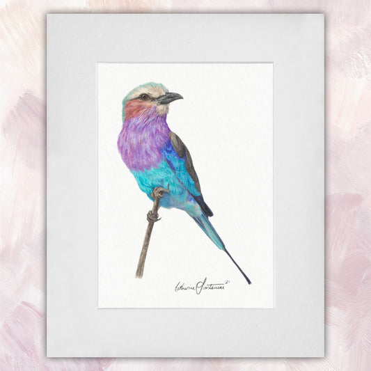 Lilac-breasted Roller