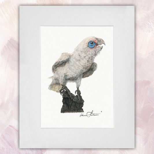Little Corella Original