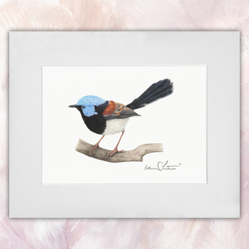 Lovely Fairywren