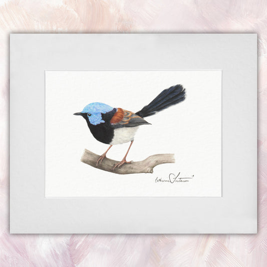 Lovely Fairywren Original