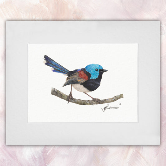 Lovely Fairywren Original