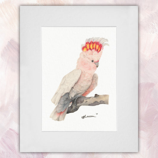 Major Mitchell's Cockatoo Original