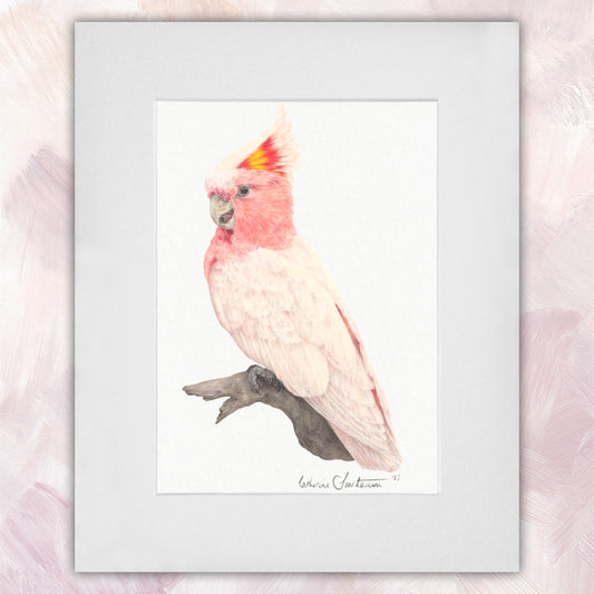 Major Mitchell's Cockatoo Original