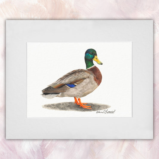 Mallard Duck Original