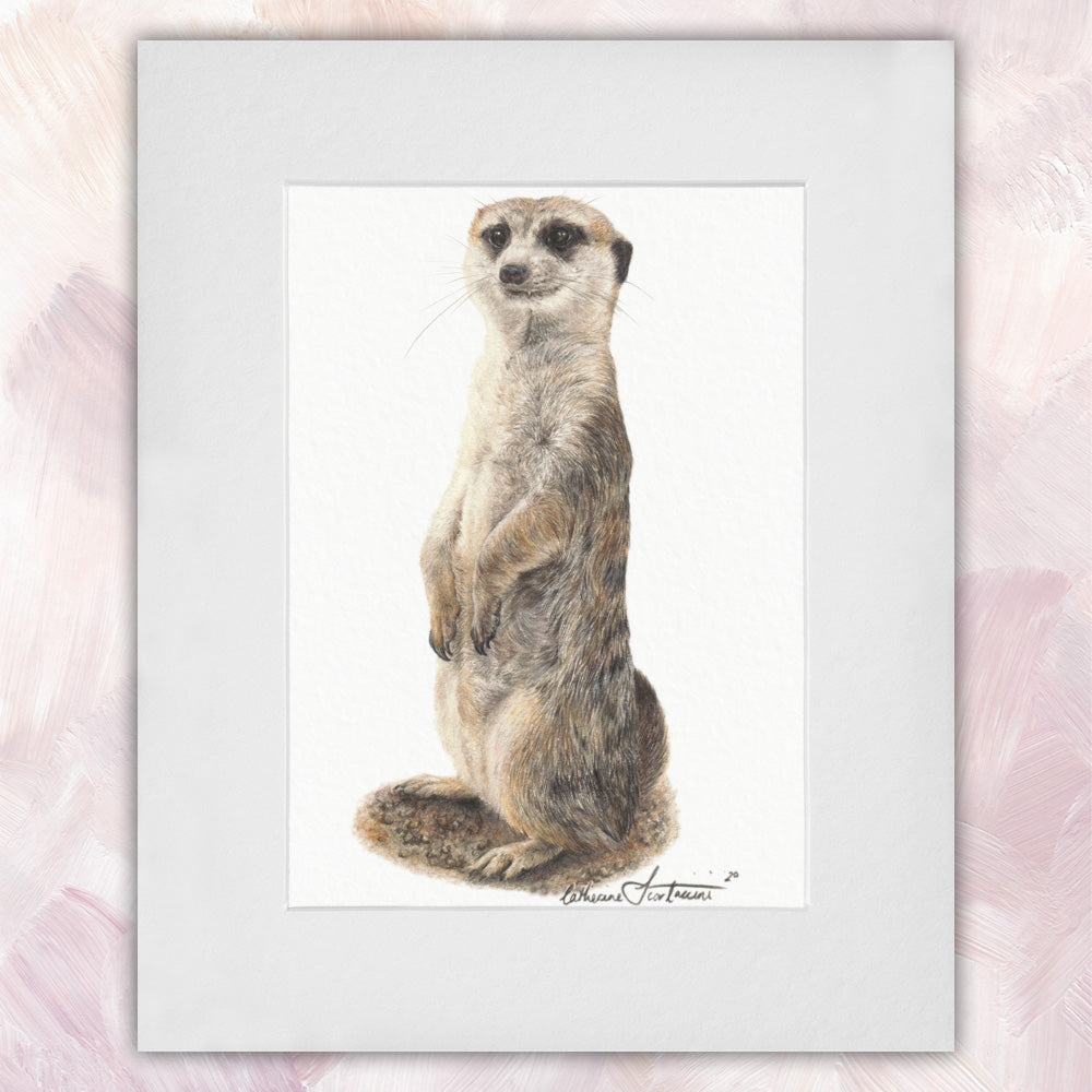 Meerkat