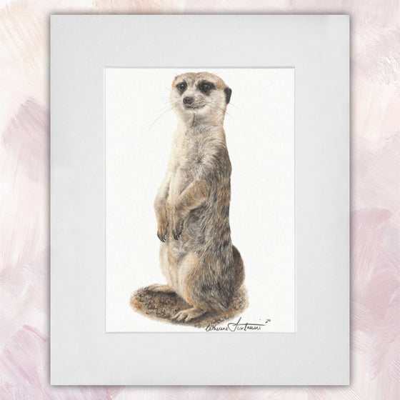 Meerkat