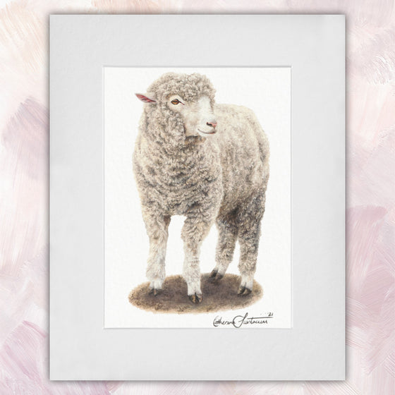 Merino Ewe