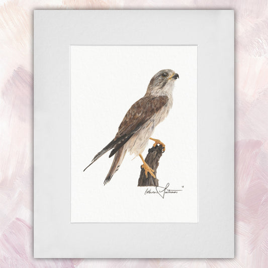 Nankeen Kestrel Original