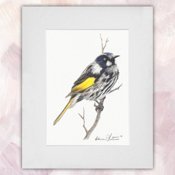 New Holland Honeyeater